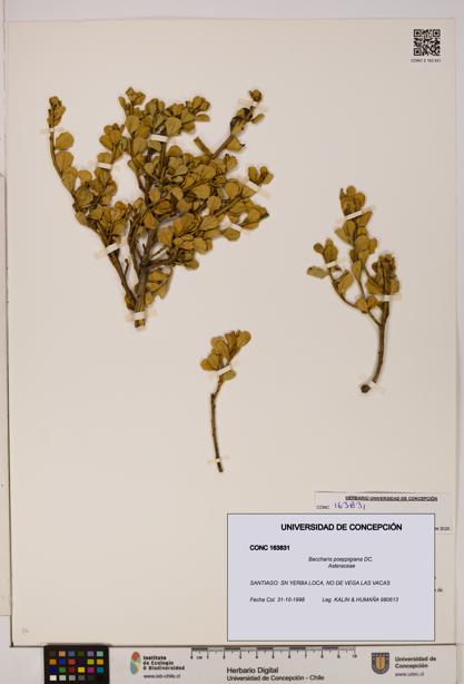 Baccharis poeppigiana [Espécimen: UDEC:CONC:0163831]