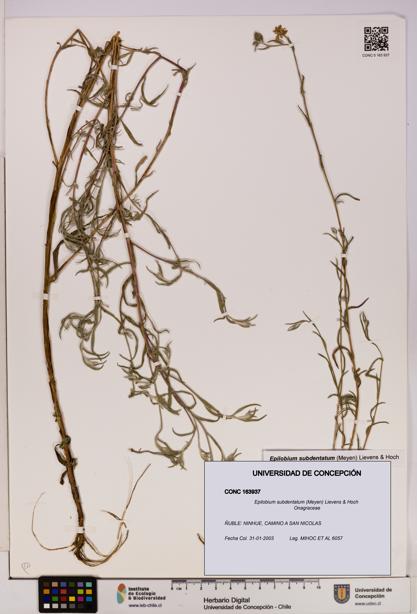 Epilobium subdentatum [Espécimen: UDEC:CONC:0163937]
