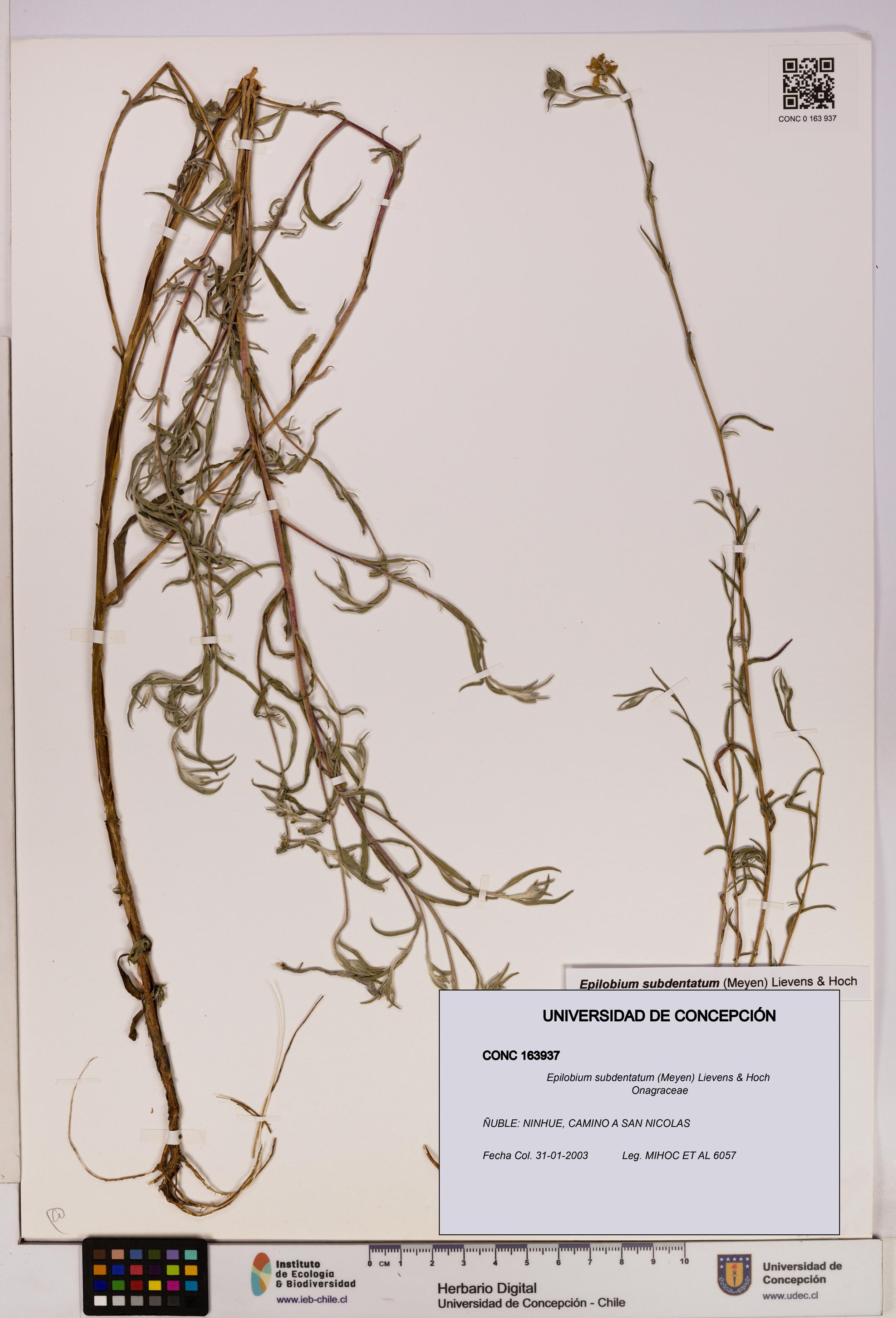 Epilobium subdentatum [Espécimen: UDEC:CONC:0163937]