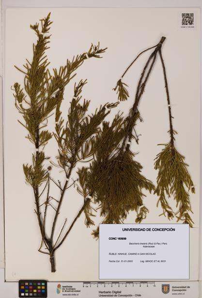 Baccharis linearis [Espécimen: UDEC:CONC:0163939]