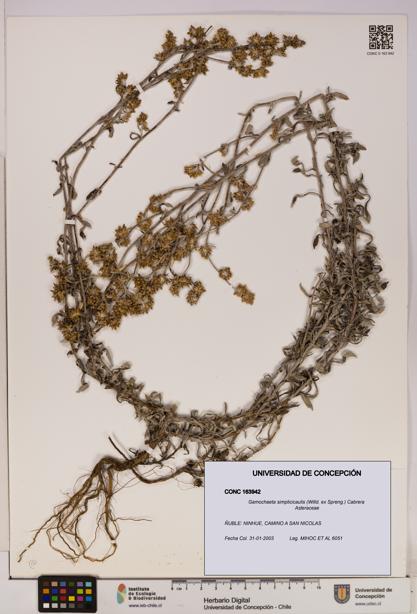 Gamochaeta simplicicaulis [Espécimen: UDEC:CONC:0163942]