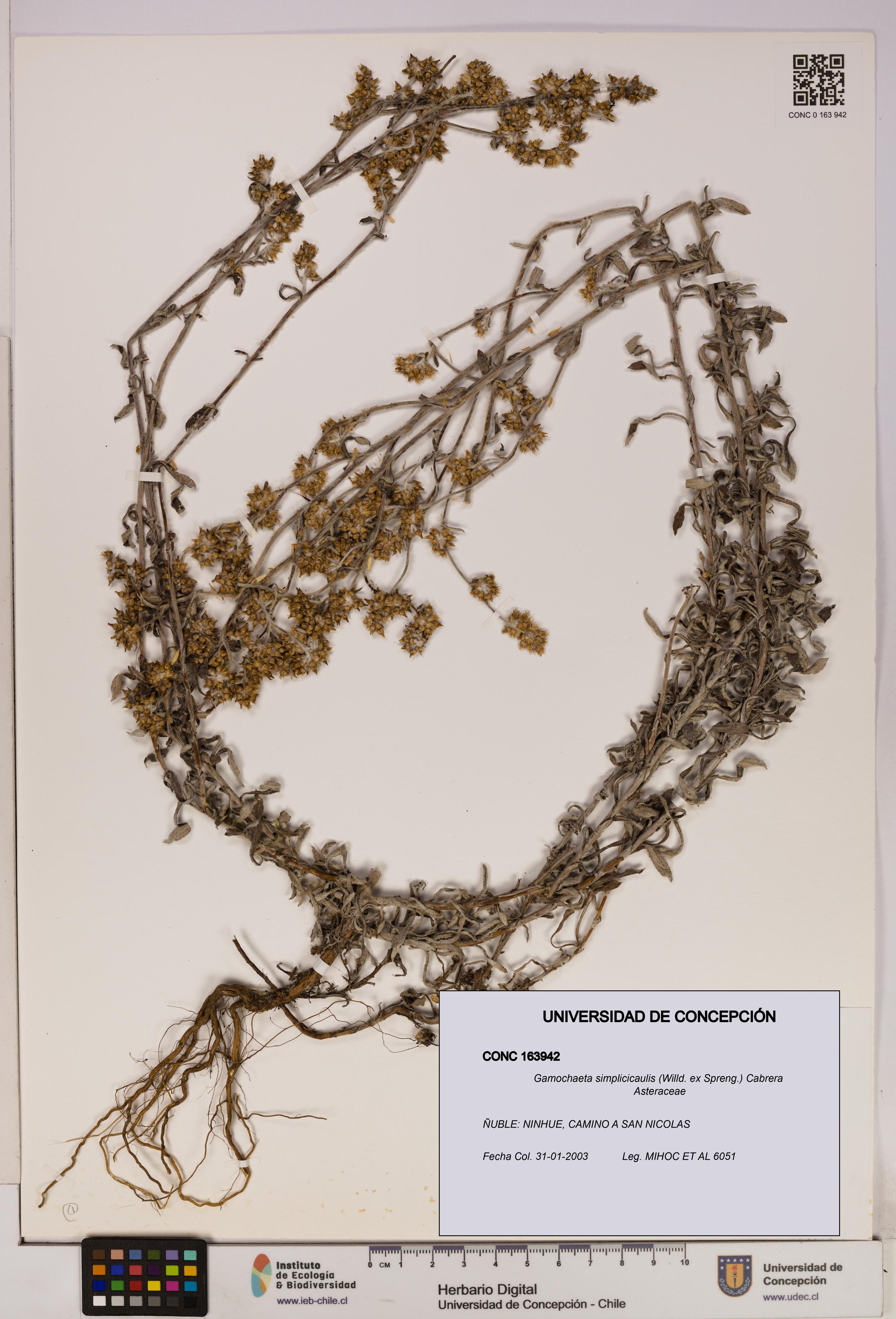 Gamochaeta simplicicaulis [Espécimen: UDEC:CONC:0163942]