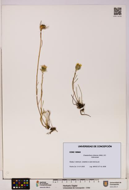 Chaetanthera chilensis [Espécimen: UDEC:CONC:0163943]