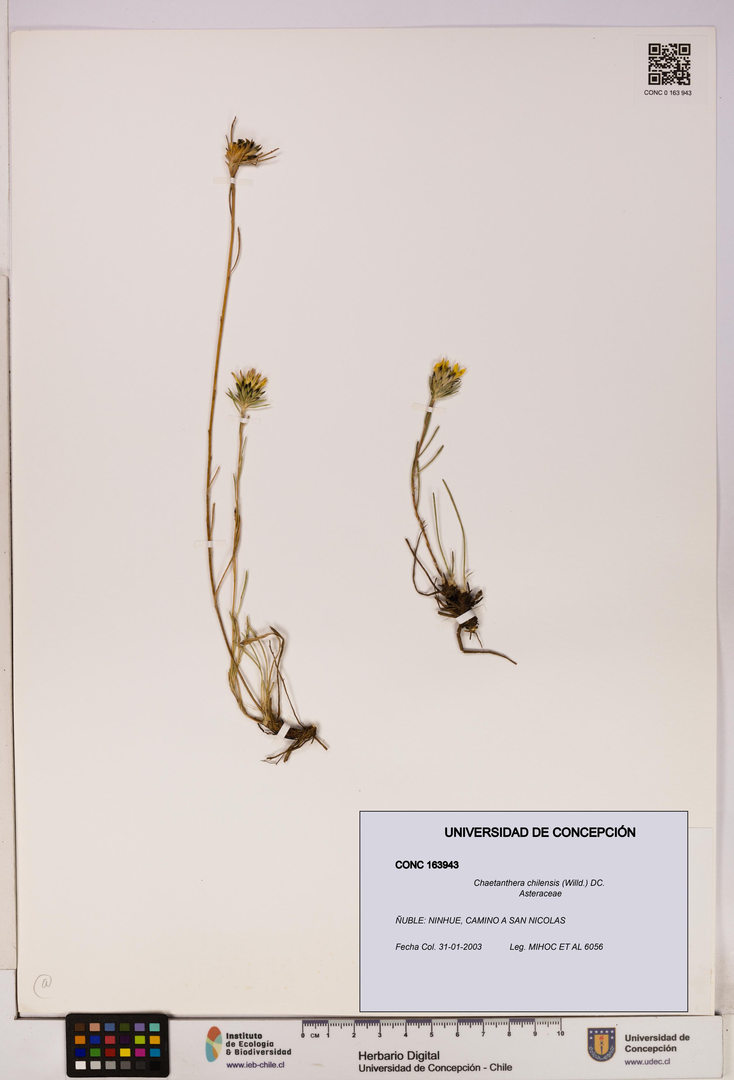 Chaetanthera chilensis [Espécimen: UDEC:CONC:0163943]