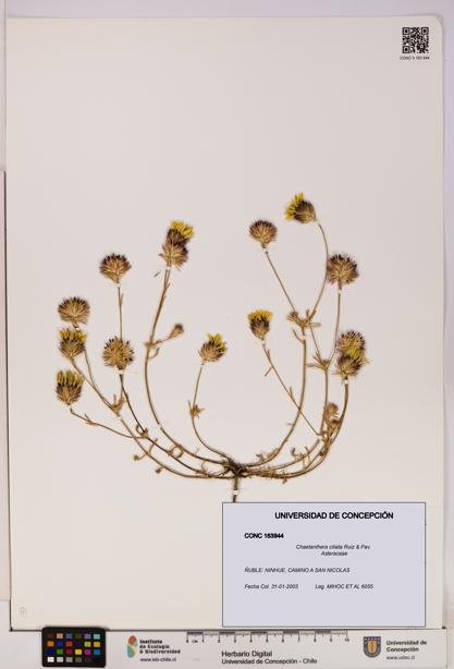 Chaetanthera ciliata [Espécimen: UDEC:CONC:0163944]