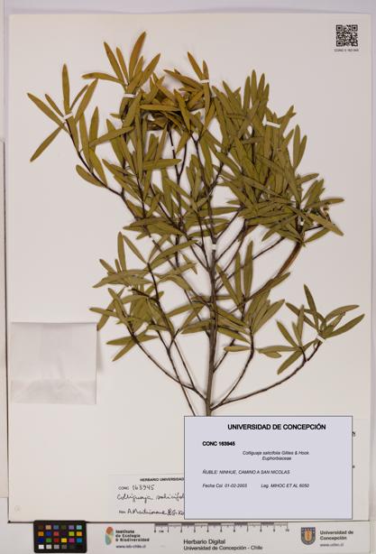 Colliguaja salicifolia [Espécimen: UDEC:CONC:0163945]