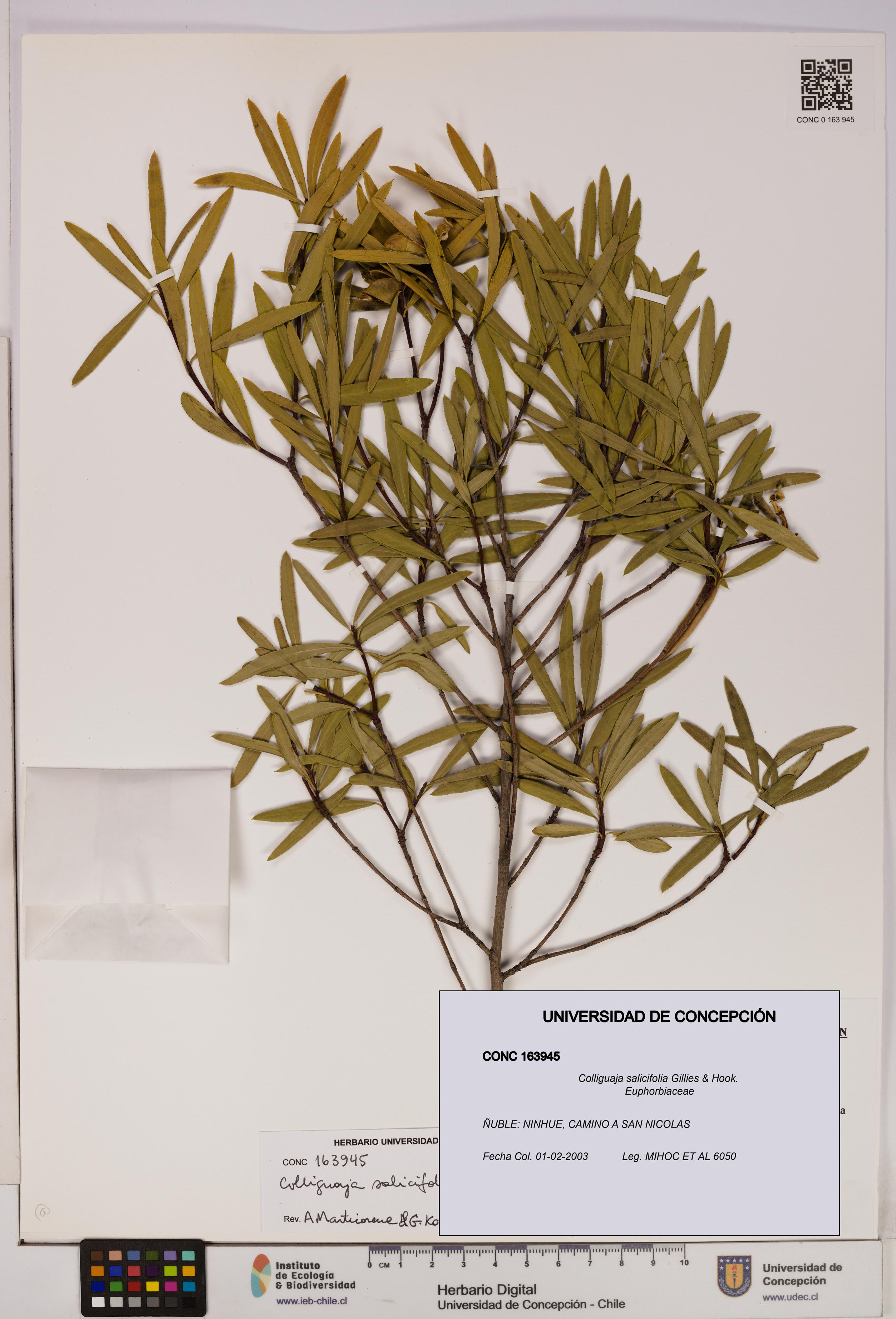 Colliguaja salicifolia [Espécimen: UDEC:CONC:0163945]