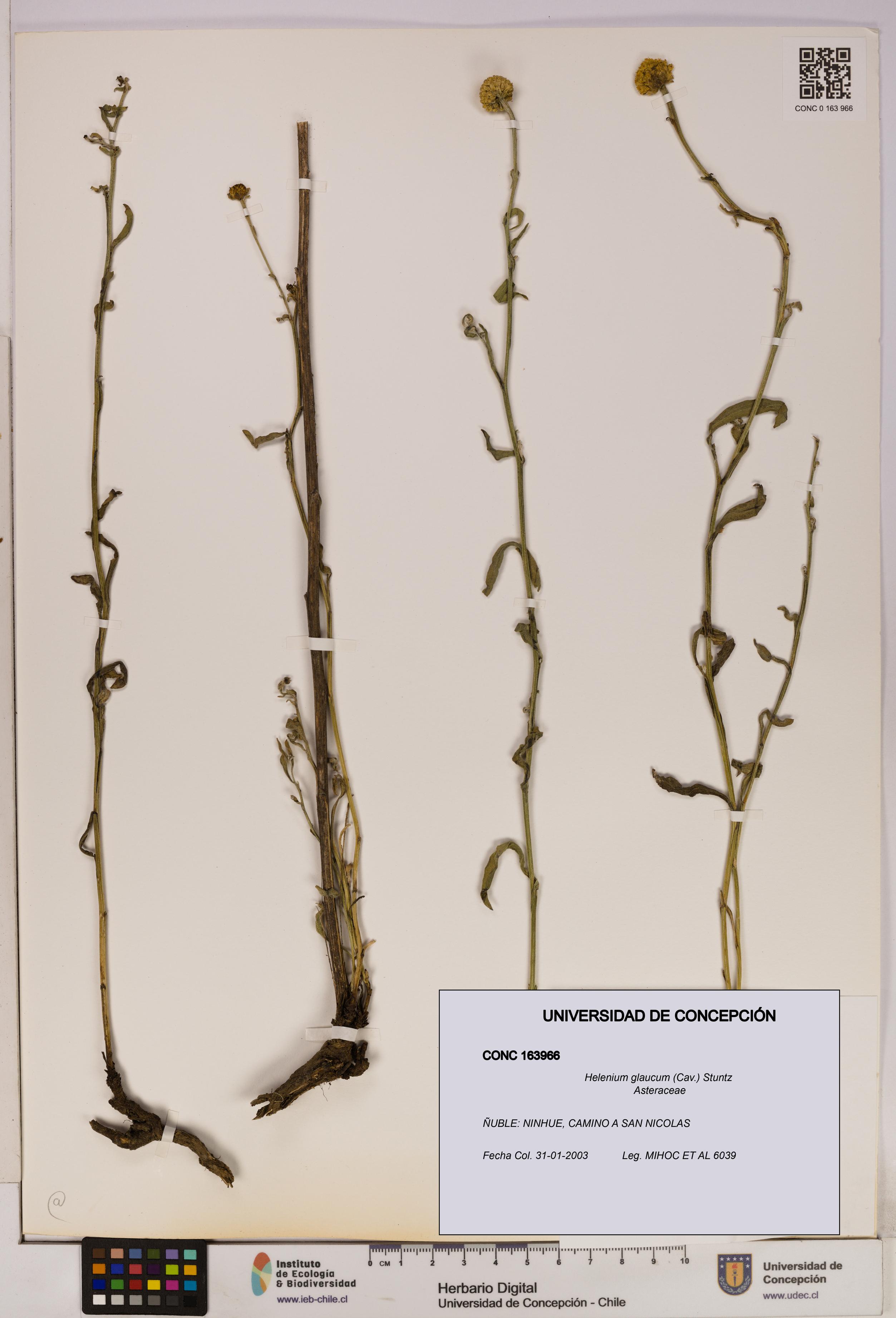 Helenium glaucum [Espécimen: UDEC:CONC:0163966]