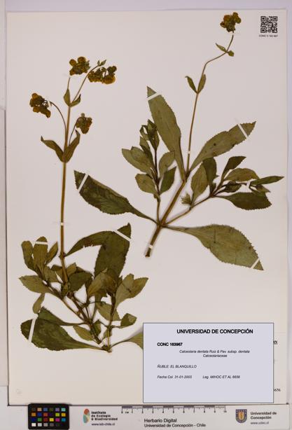 Calceolaria dentata subsp. dentata [Espécimen: UDEC:CONC:0163967]