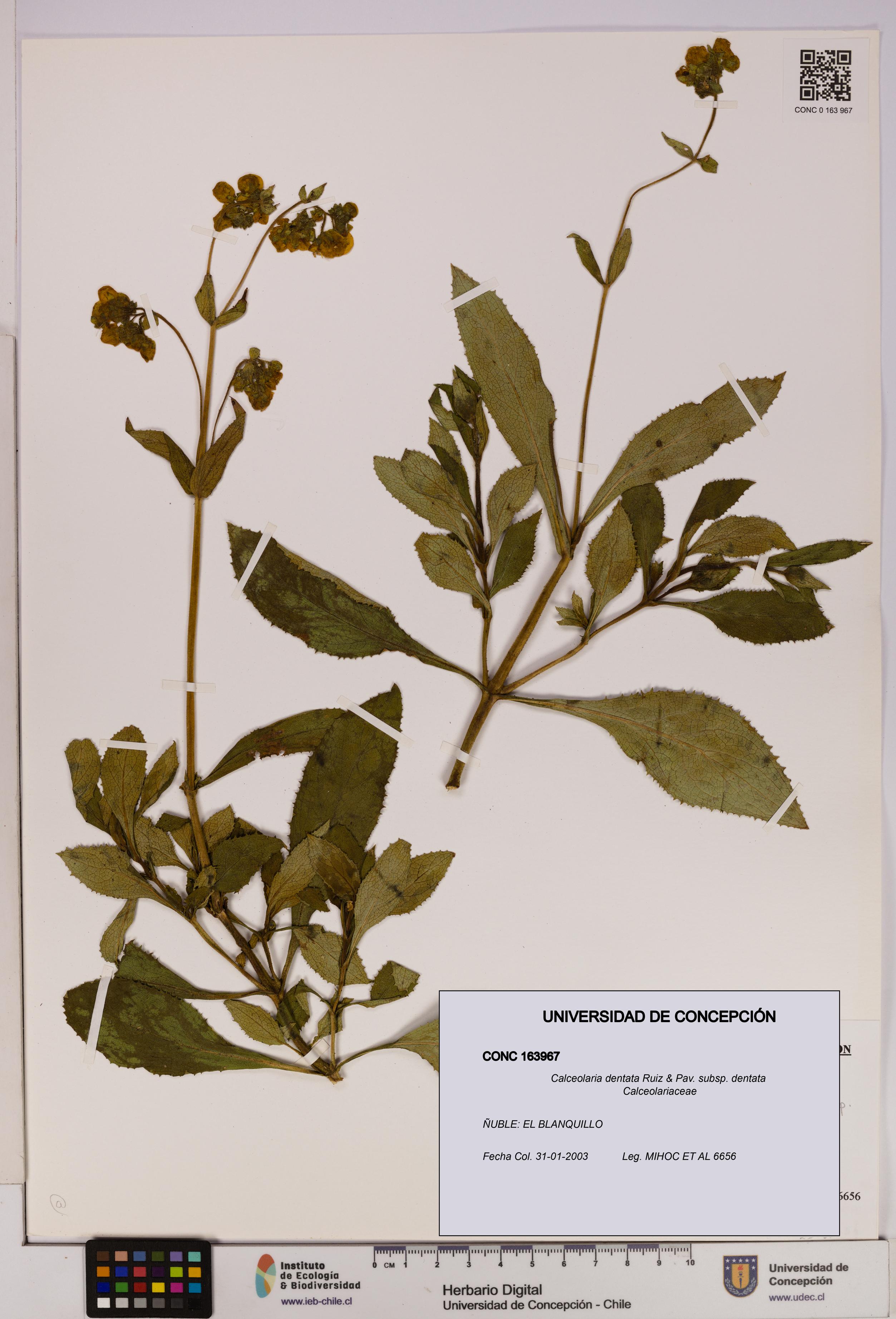 Calceolaria dentata subsp. dentata [Espécimen: UDEC:CONC:0163967]