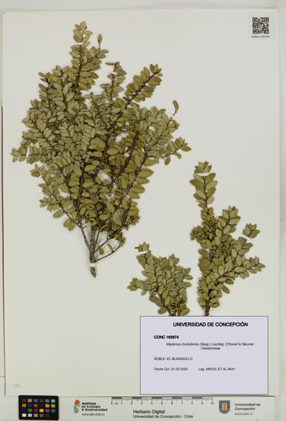 Maytenus chubutensis [Espécimen: UDEC:CONC:0163974]