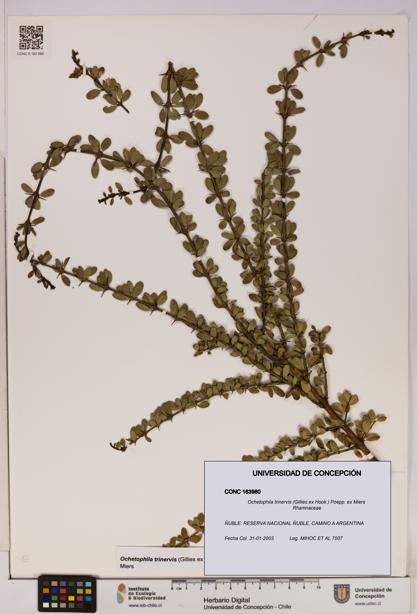 Ochetophila trinervis [Espécimen: UDEC:CONC:0163980]