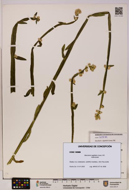 Baccharis sagittalis [Espécimen: UDEC:CONC:0163989]