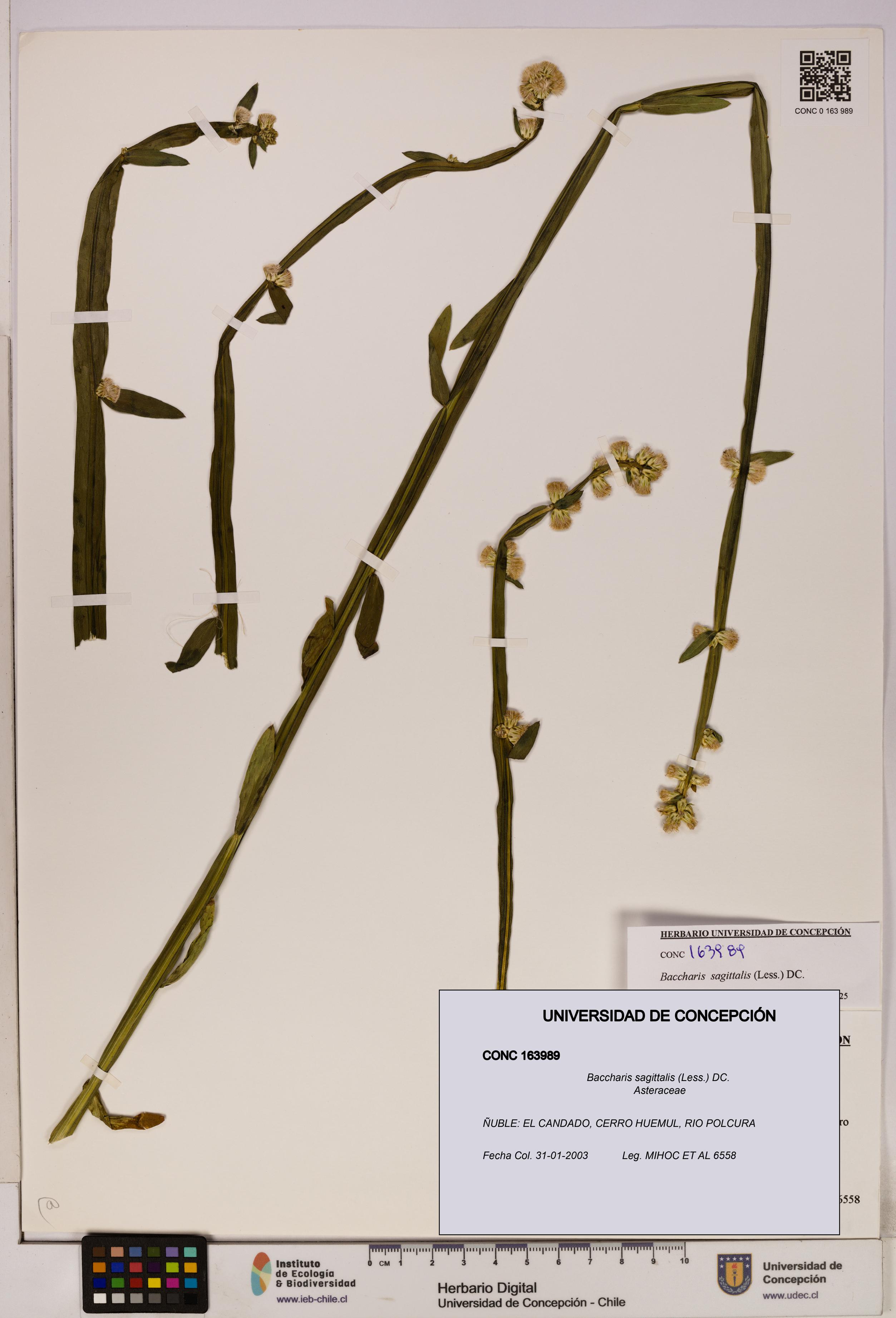 Baccharis sagittalis [Espécimen: UDEC:CONC:0163989]
