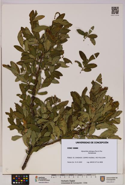 Myoschilos oblongus [Espécimen: UDEC:CONC:0163990]