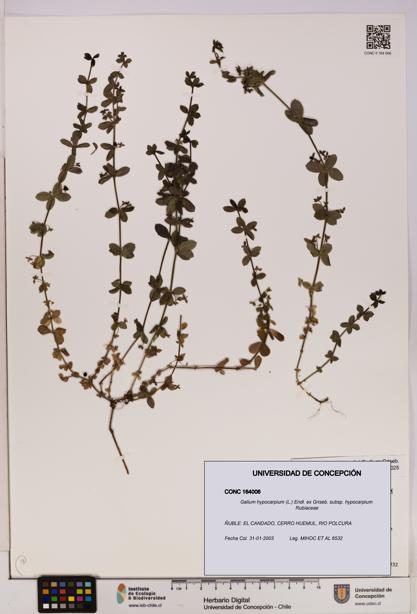 Galium hypocarpium subsp. hypocarpium [Espécimen: UDEC:CONC:0164006]