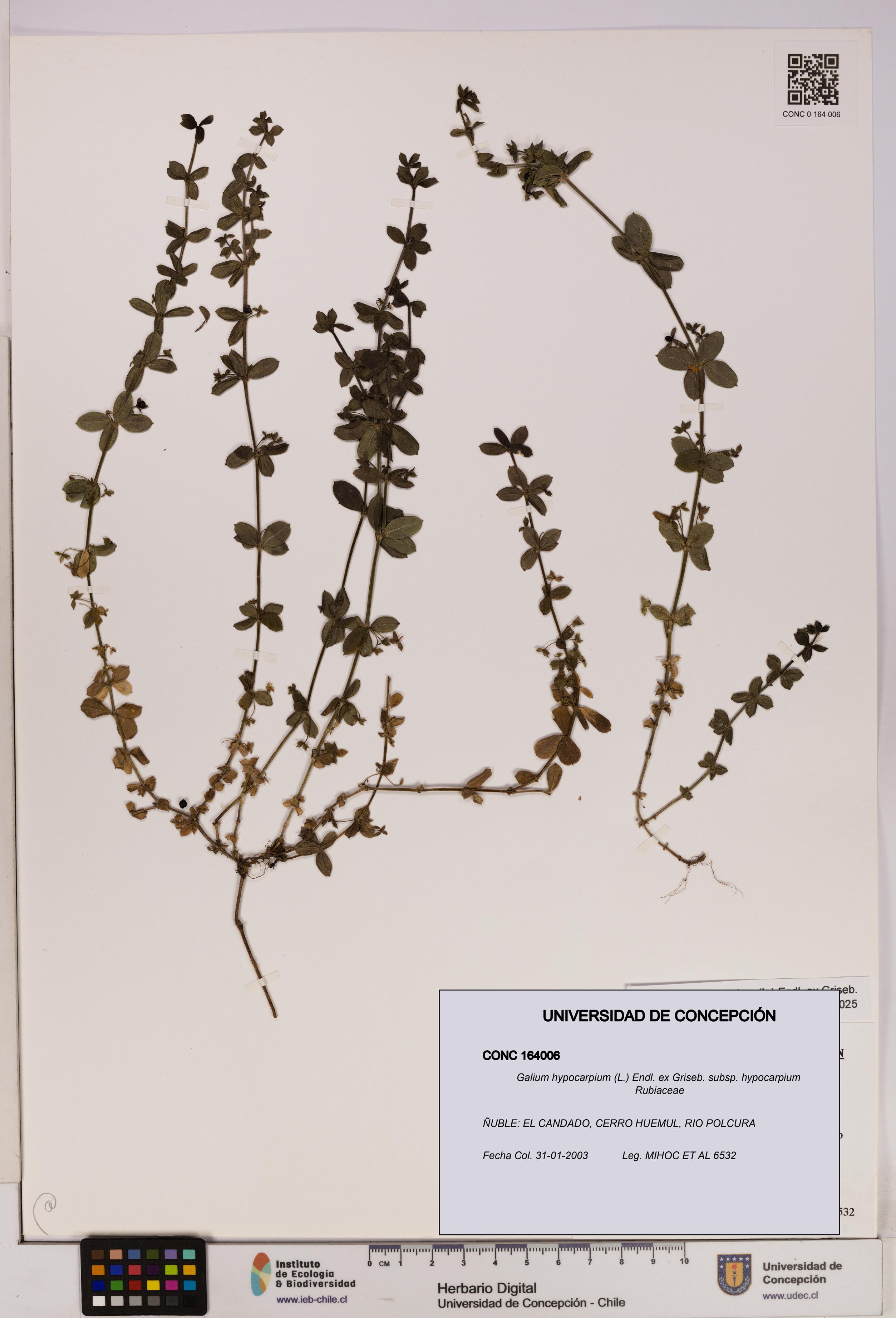 Galium hypocarpium subsp. hypocarpium [Espécimen: UDEC:CONC:0164006]