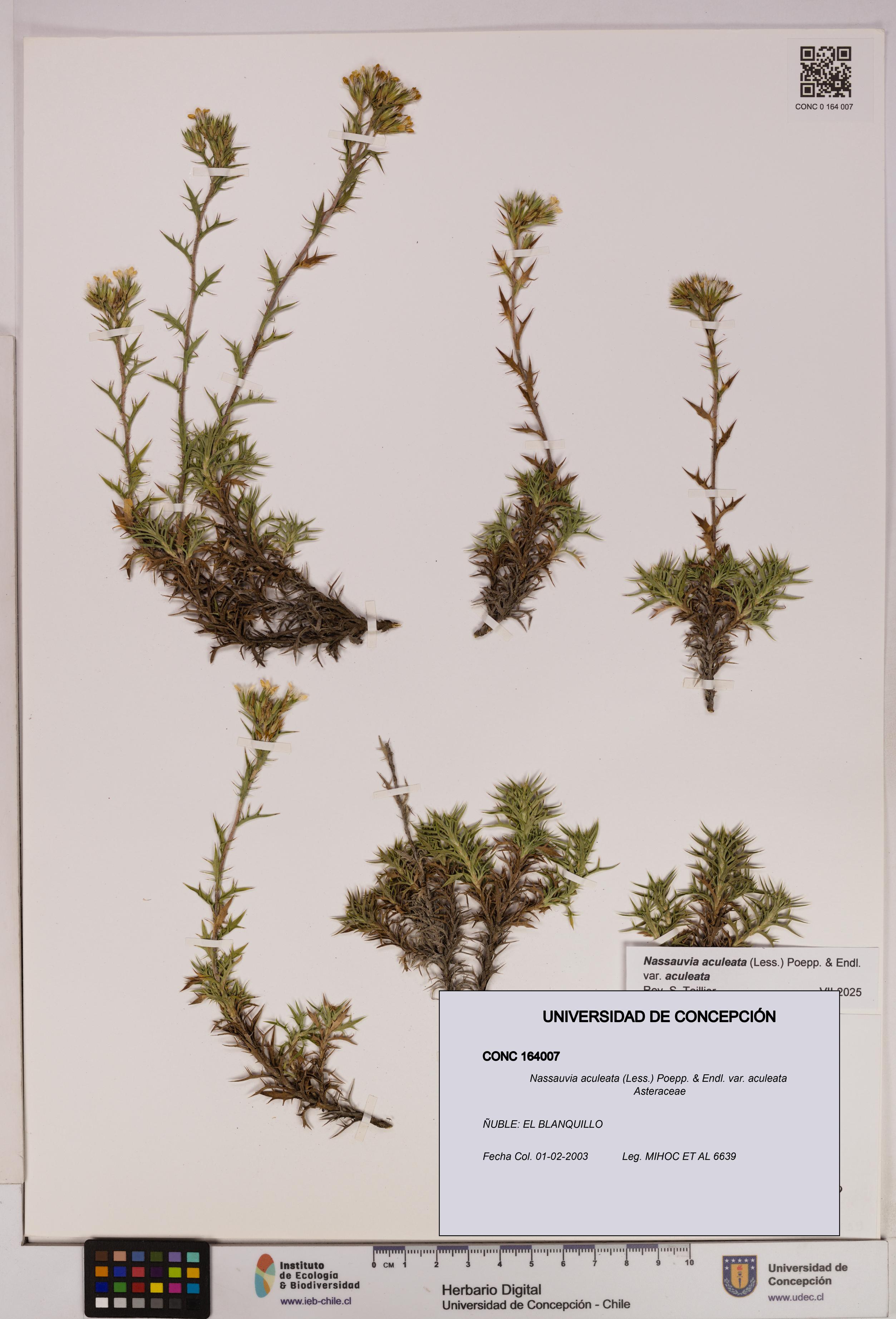 Nassauvia aculeata var. aculeata [Espécimen: UDEC:CONC:0164007]