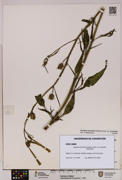 Nicotiana acuminata var. acuminata [Espécimen: UDEC:CONC:0164009]
