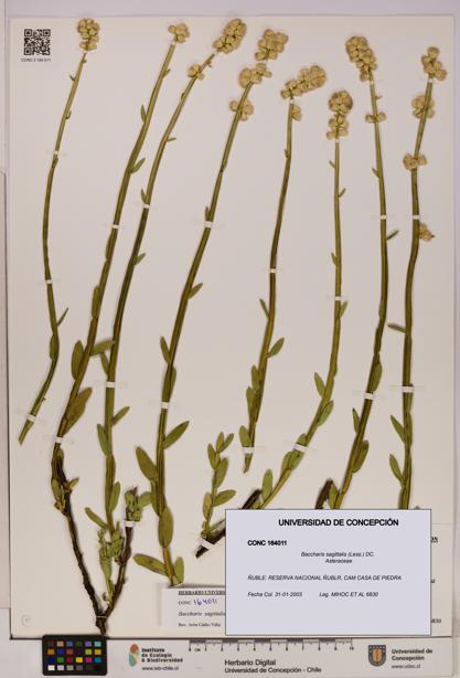 Baccharis sagittalis [Espécimen: UDEC:CONC:0164011]