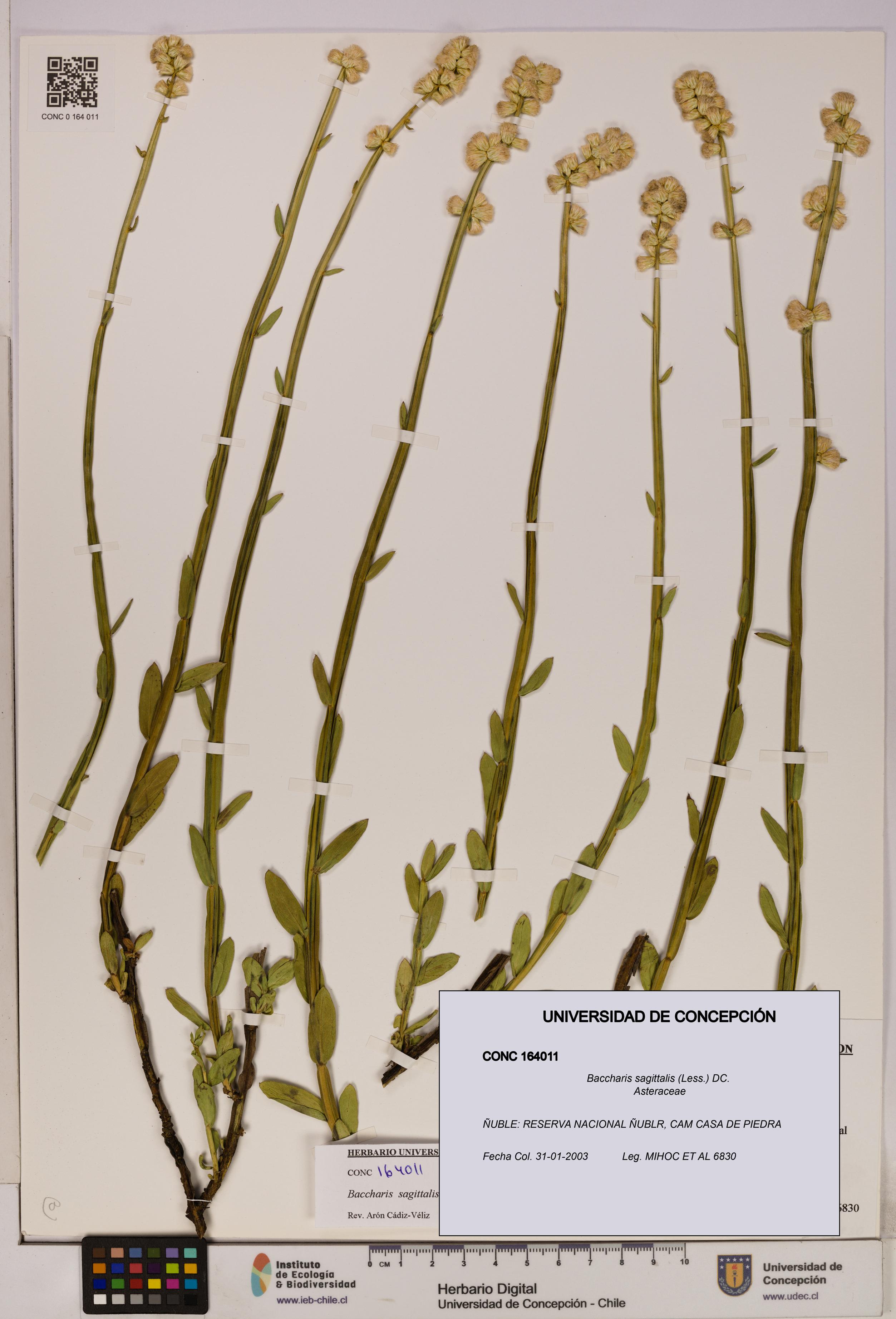 Baccharis sagittalis [Espécimen: UDEC:CONC:0164011]