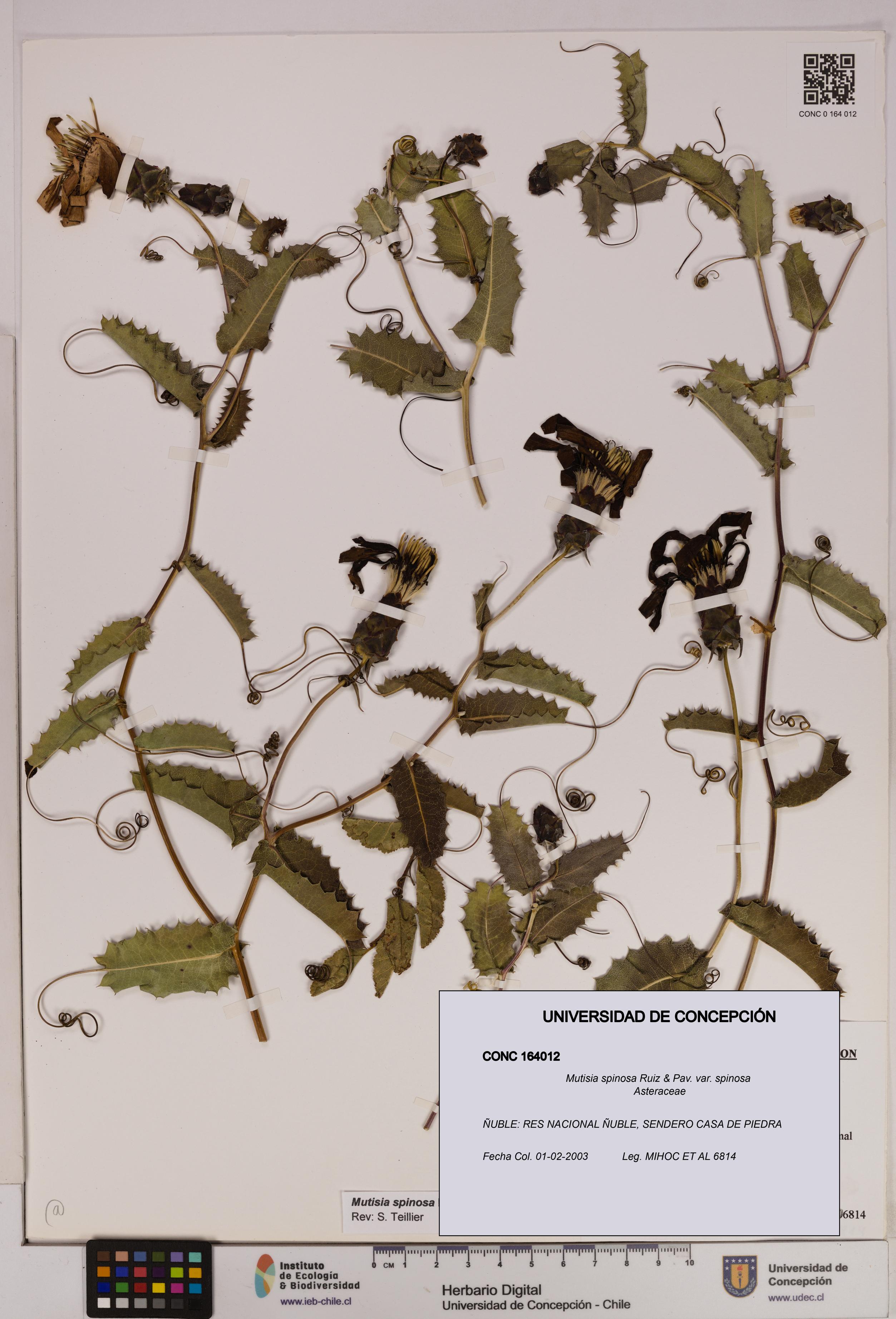 Mutisia spinosa var. spinosa [Espécimen: UDEC:CONC:0164012]