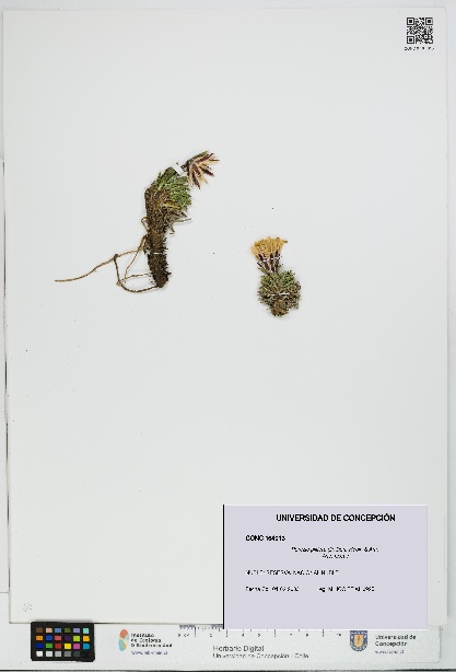 Perezia pilifera [Espécimen: UDEC:CONC:0164013]