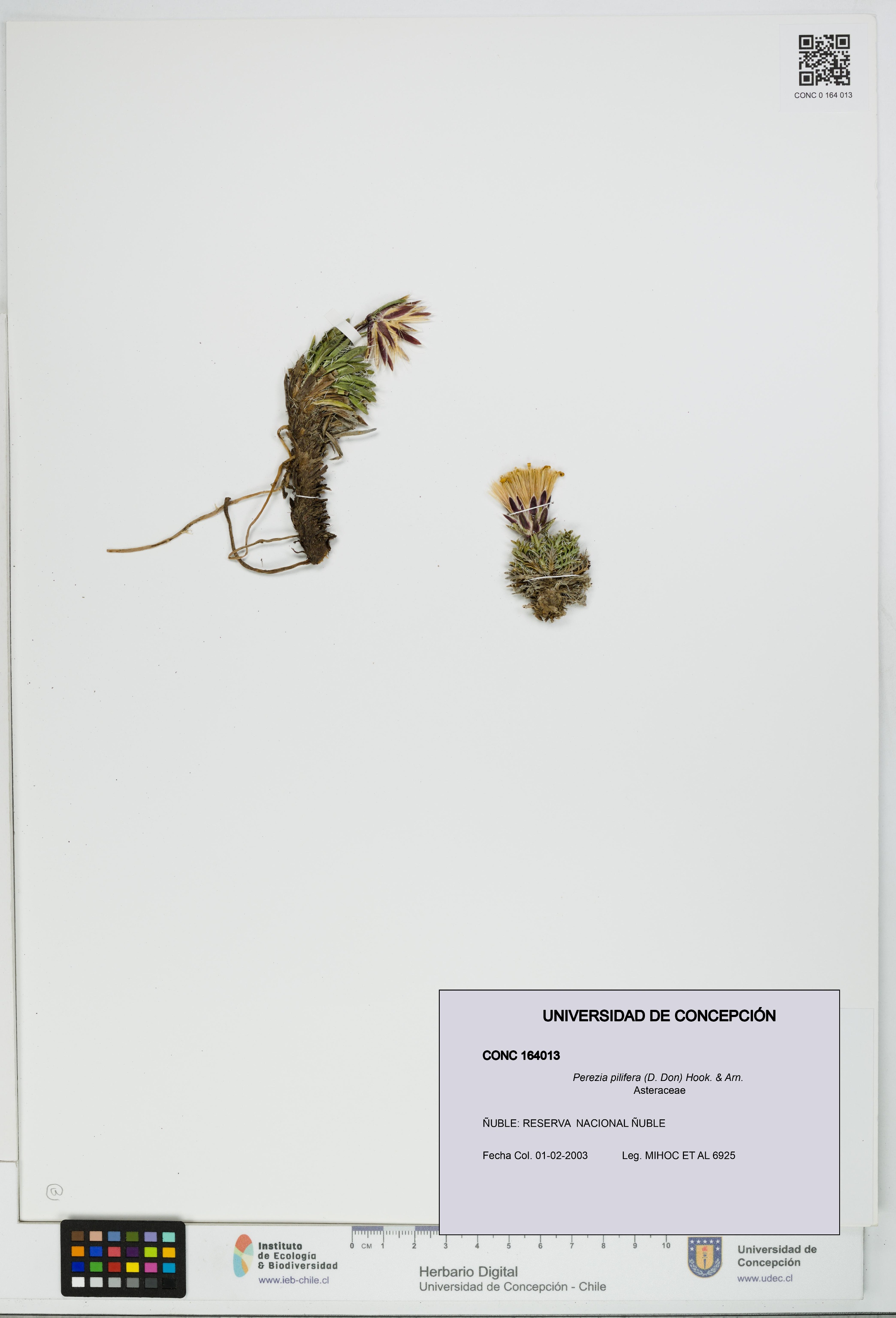 Perezia pilifera [Espécimen: UDEC:CONC:0164013]