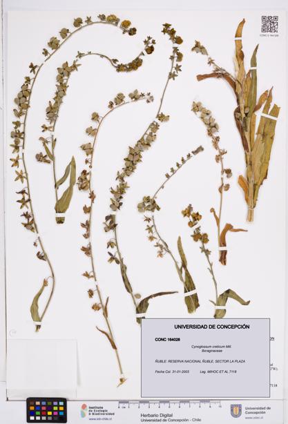Cynoglossum creticum [Espécimen: ]