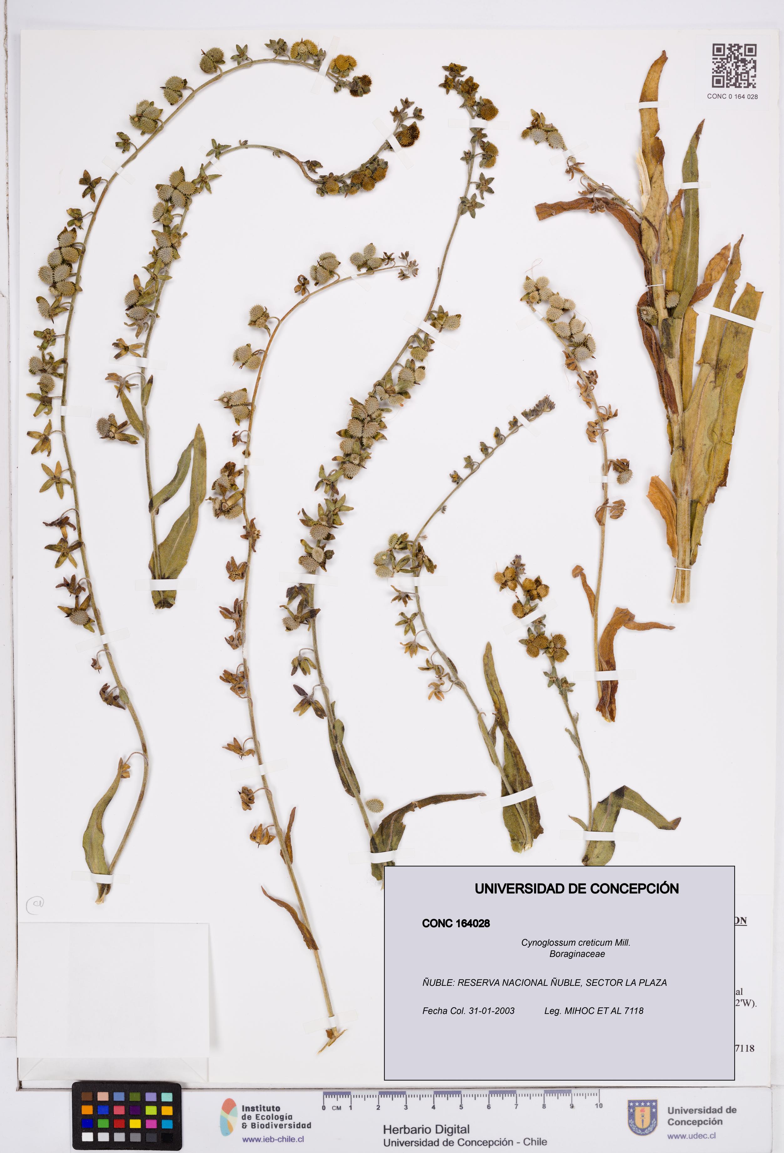 Cynoglossum creticum [Espécimen: ]