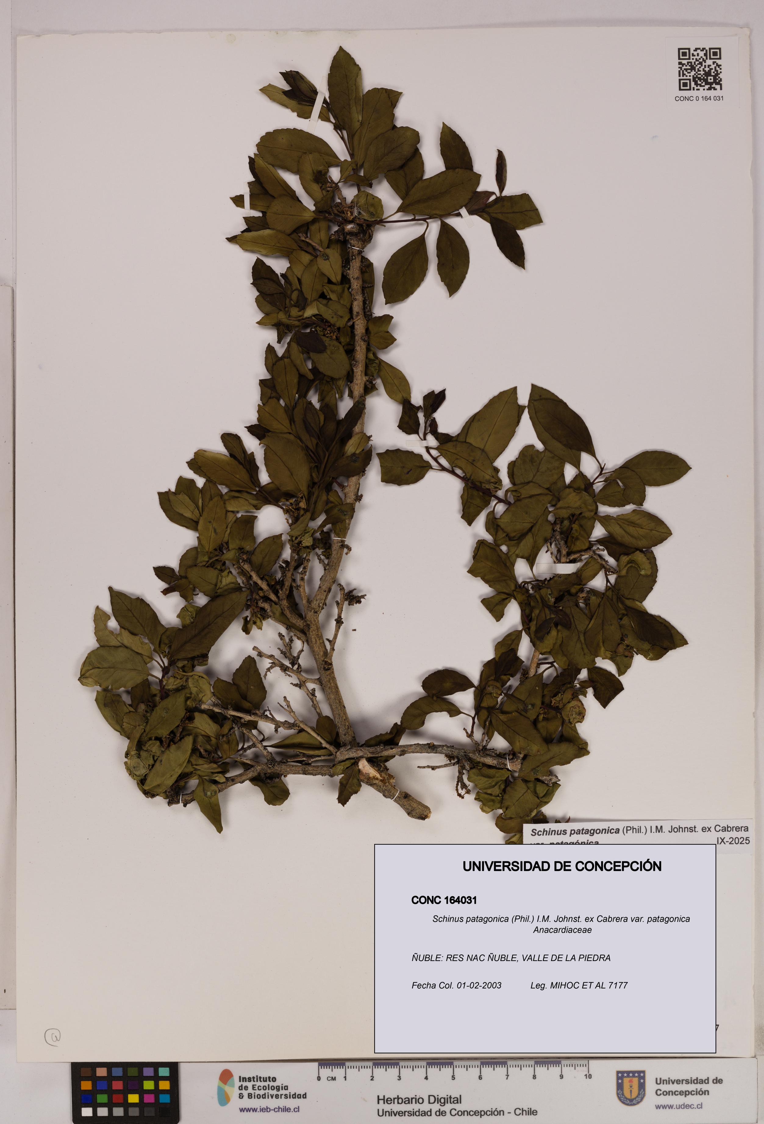 Schinus patagonica [Espécimen: UDEC:CONC:0164031]