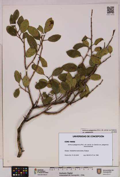 Schinus patagonica [Espécimen: UDEC:CONC:0164032]