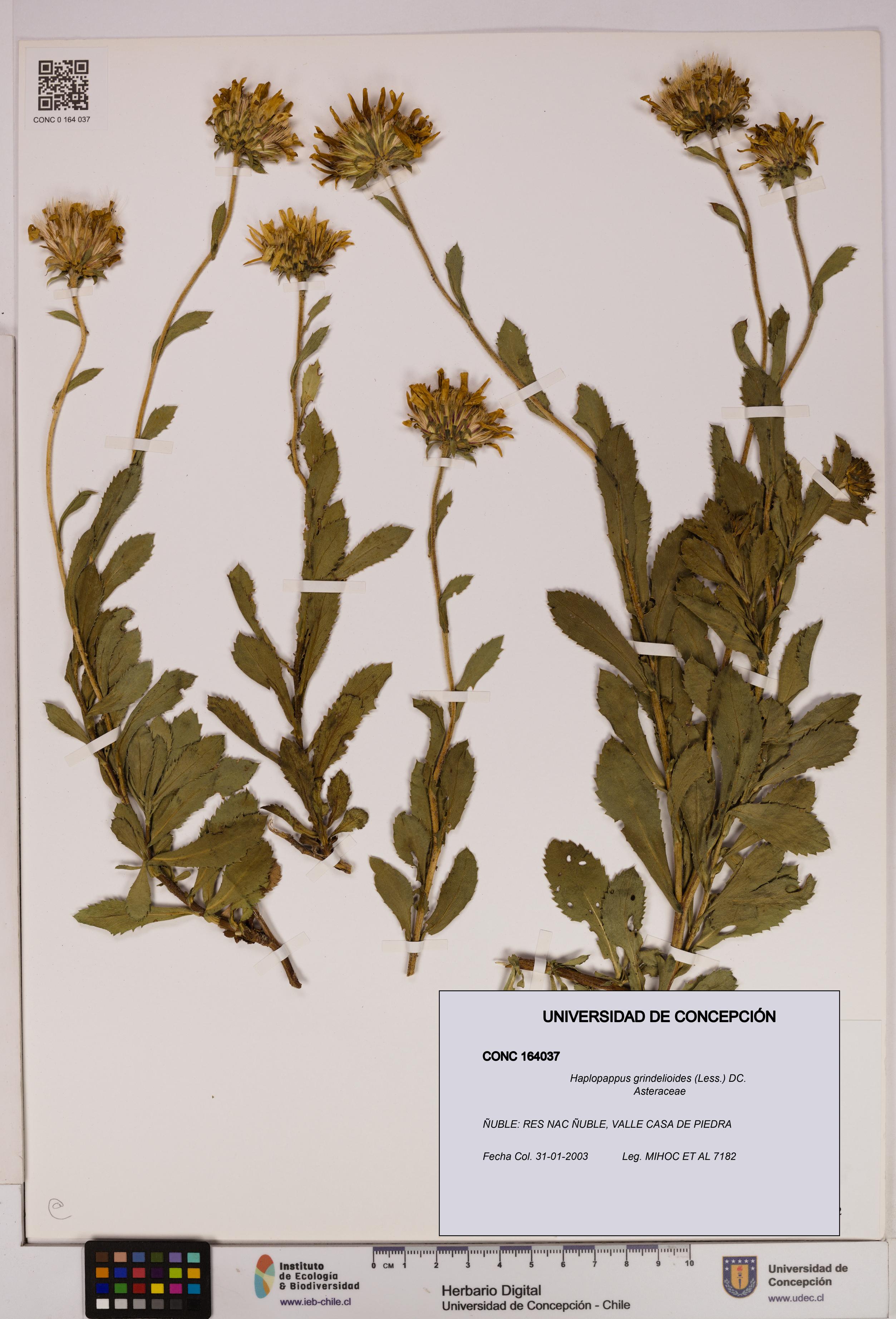 Haplopappus grindelioides [Espécimen: UDEC:CONC:0164037]