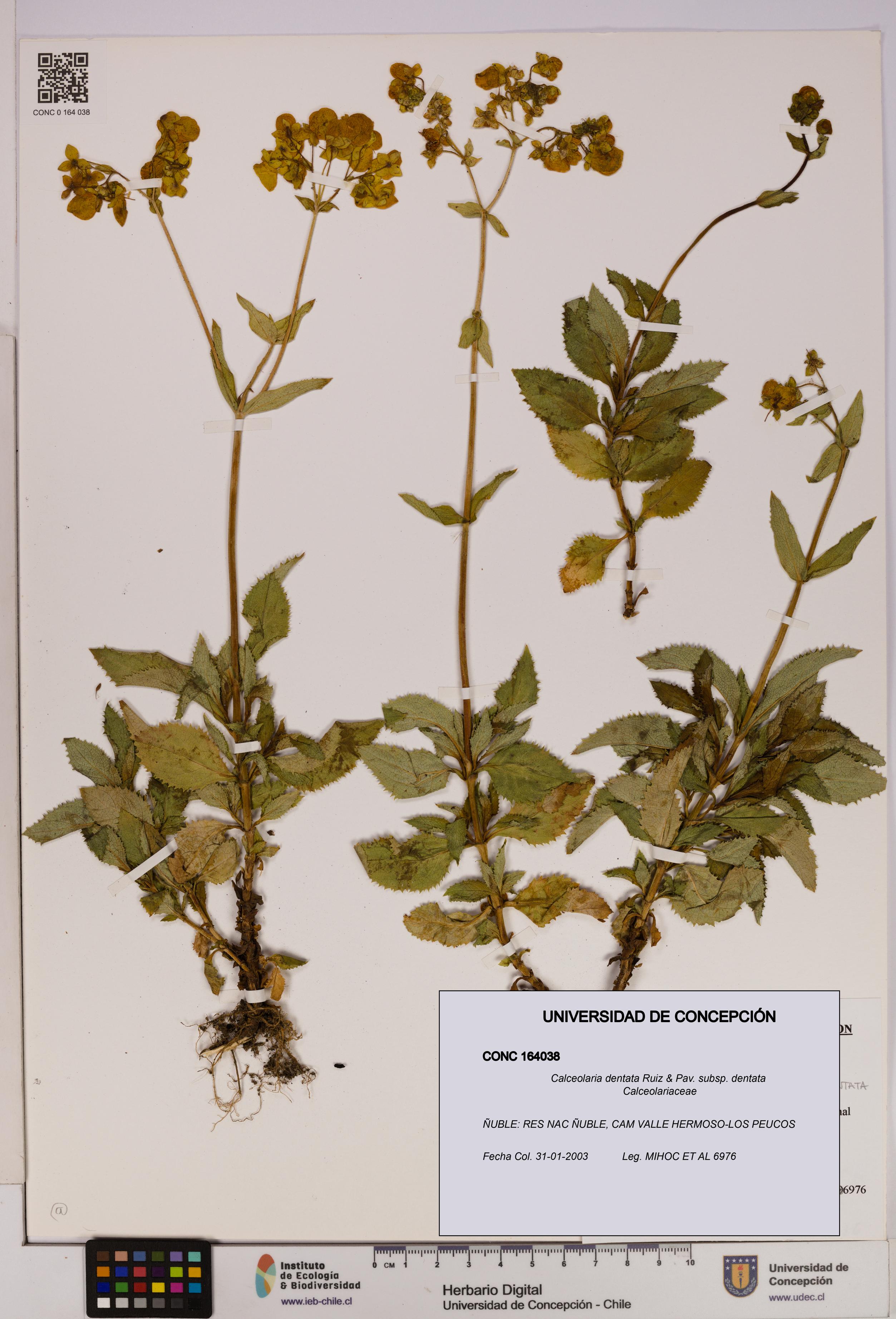Calceolaria dentata subsp. dentata [Espécimen: UDEC:CONC:0164038]