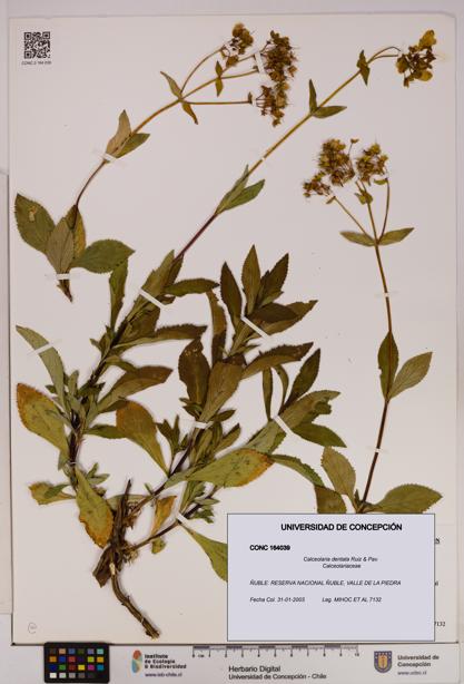 Calceolaria dentata [Espécimen: UDEC:CONC:0164039]