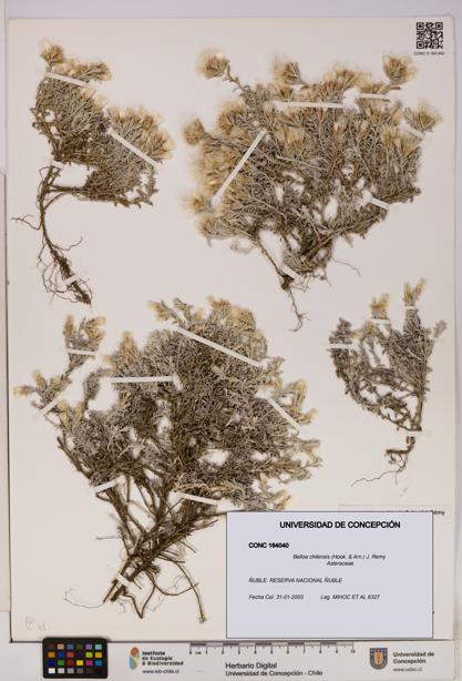 Belloa chilensis [Espécimen: UDEC:CONC:0164040]