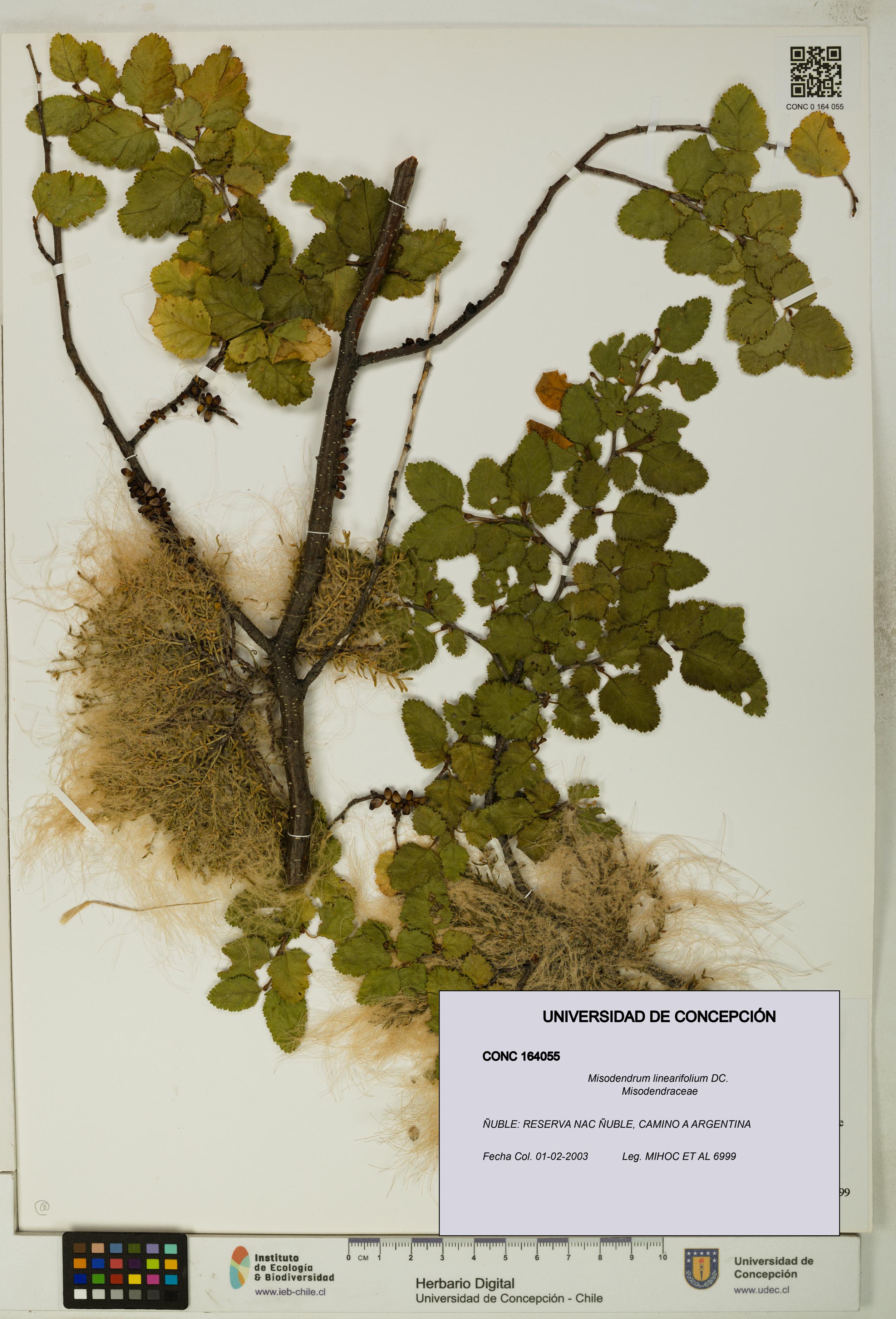 Misodendrum linearifolium [Espécimen: UDEC:CONC:0164055]