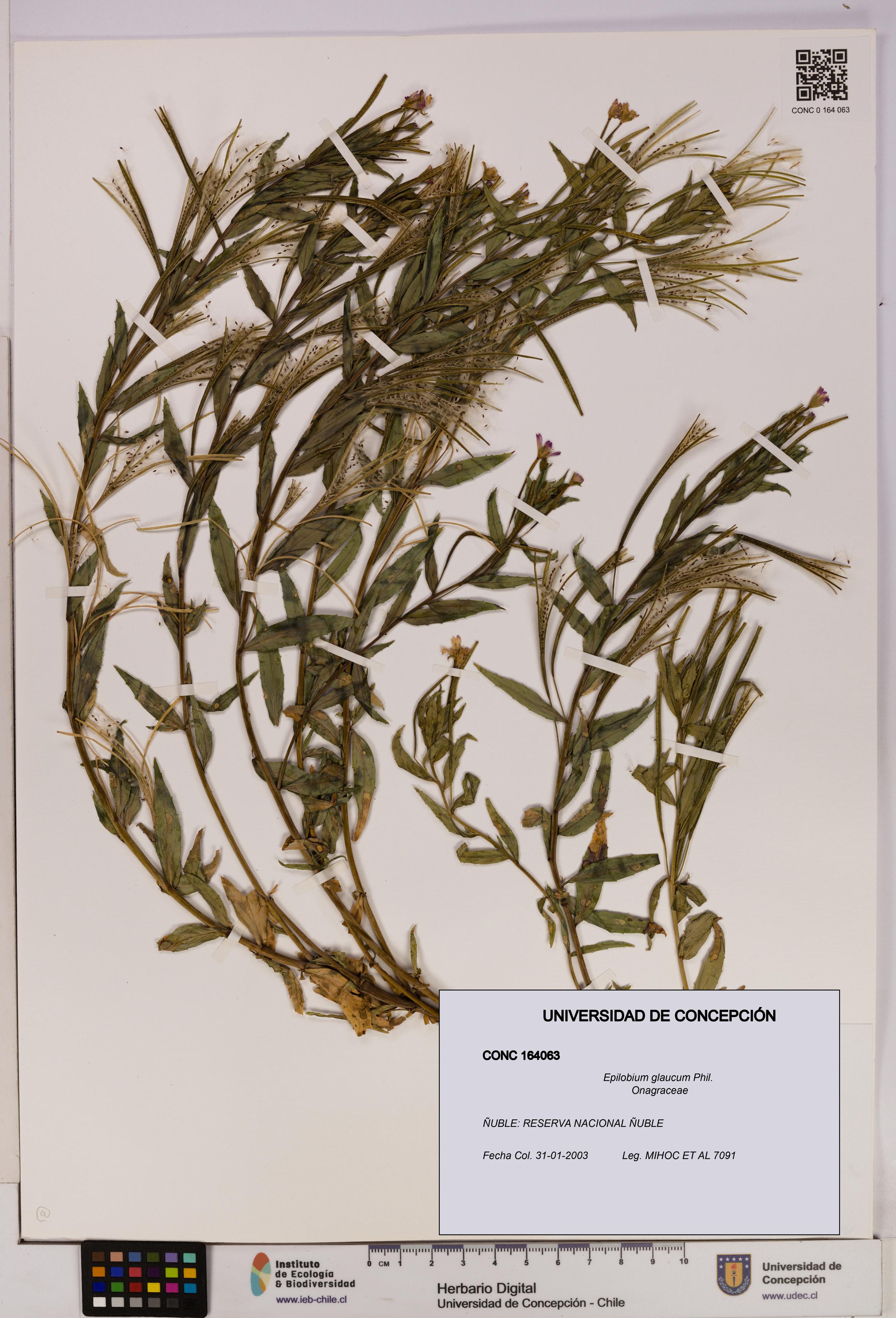 Epilobium glaucum [Espécimen: UDEC:CONC:0164063]