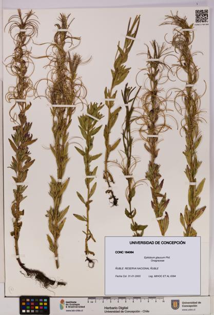 Epilobium glaucum [Espécimen: UDEC:CONC:0164064]