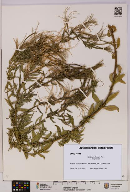 Epilobium glaucum [Espécimen: UDEC:CONC:0164065]