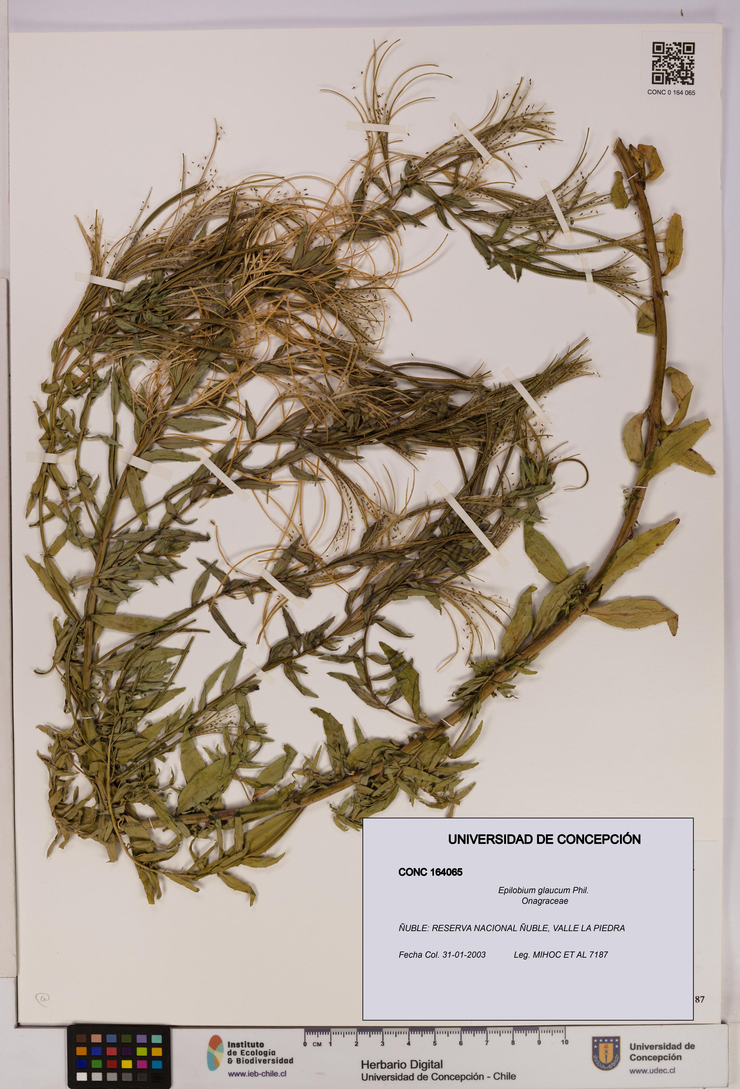 Epilobium glaucum [Espécimen: UDEC:CONC:0164065]