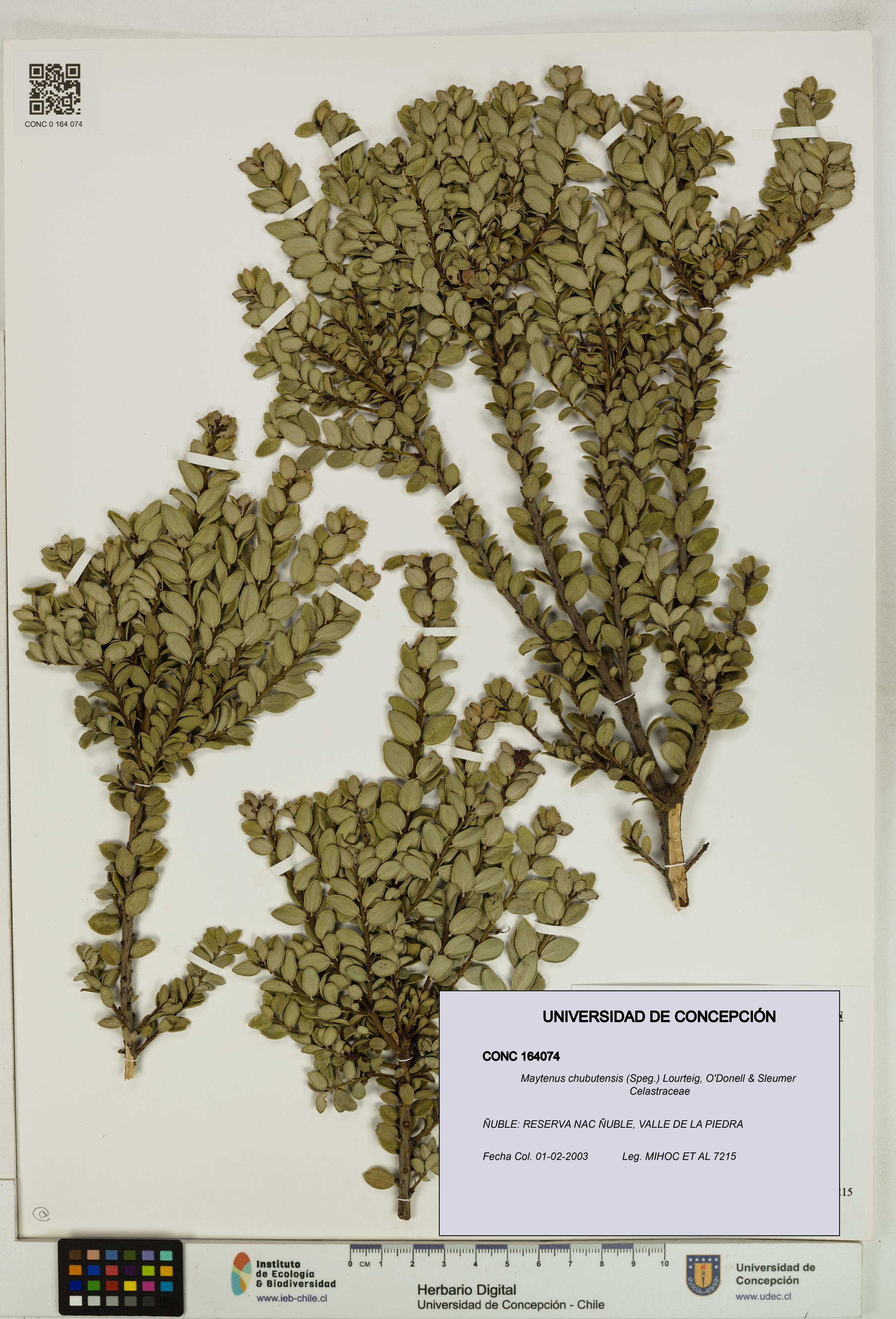 Maytenus chubutensis [Espécimen: UDEC:CONC:0164074]