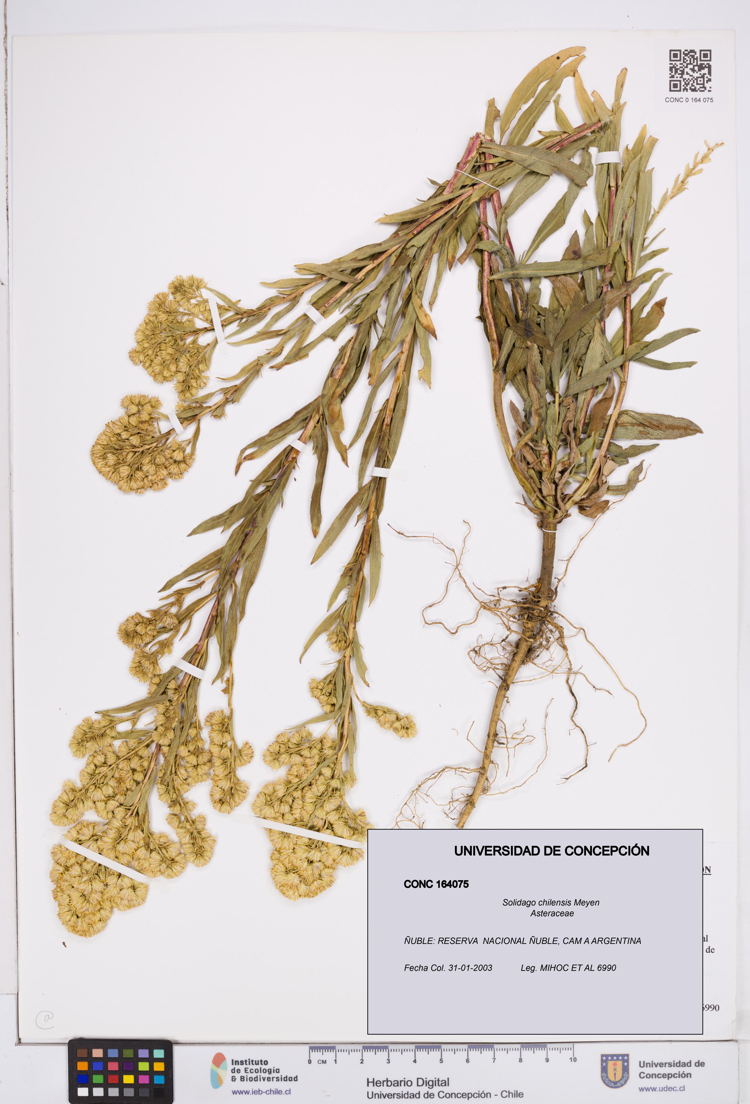 Solidago chilensis [Espécimen: ]