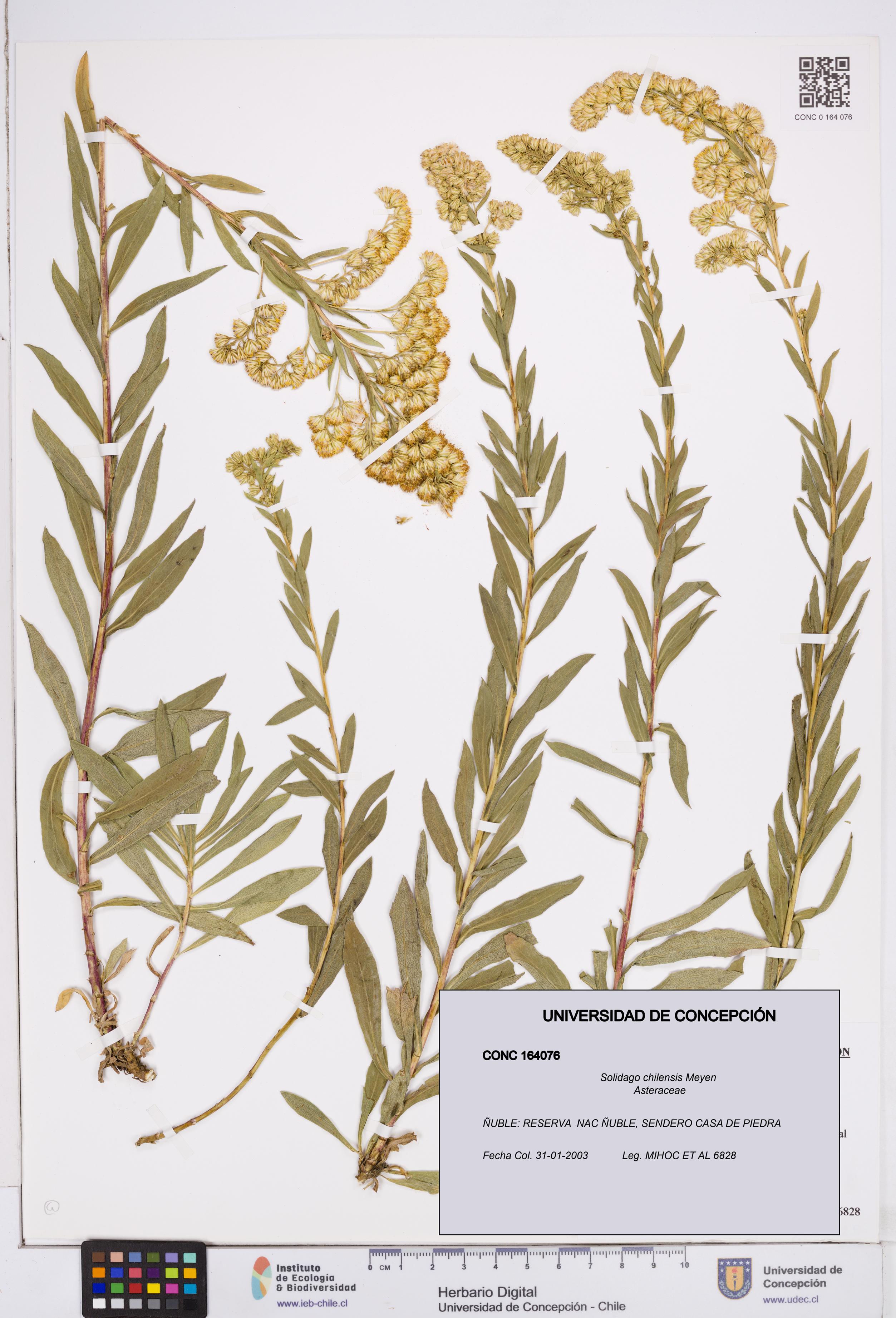 Solidago chilensis [Espécimen: ]