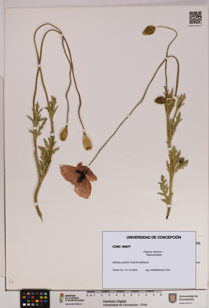 Papaver dubium [Espécimen: UDEC:CONC:0164077]