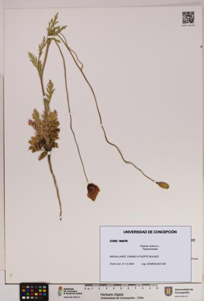 Papaver dubium [Espécimen: UDEC:CONC:0164078]