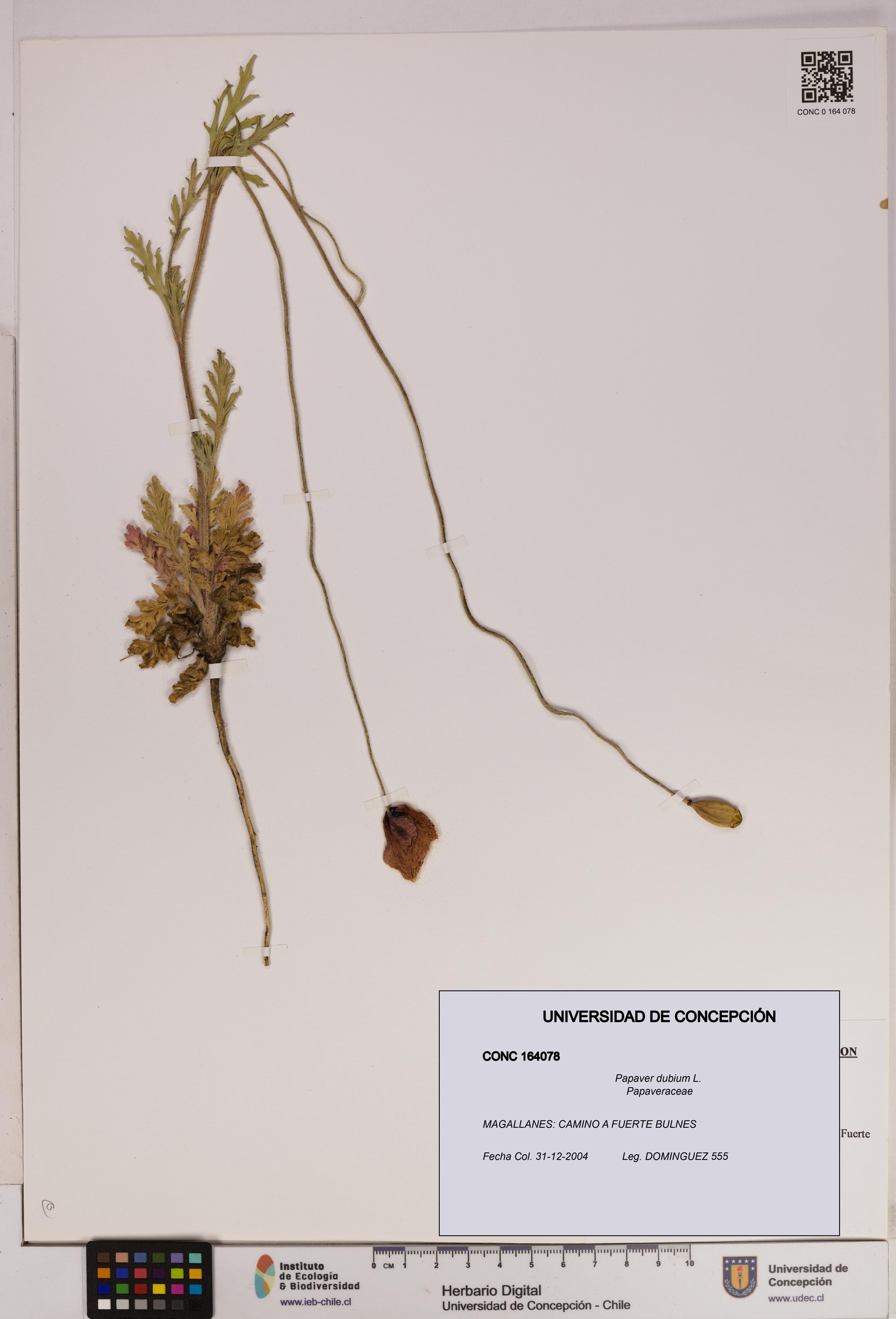 Papaver dubium [Espécimen: UDEC:CONC:0164078]