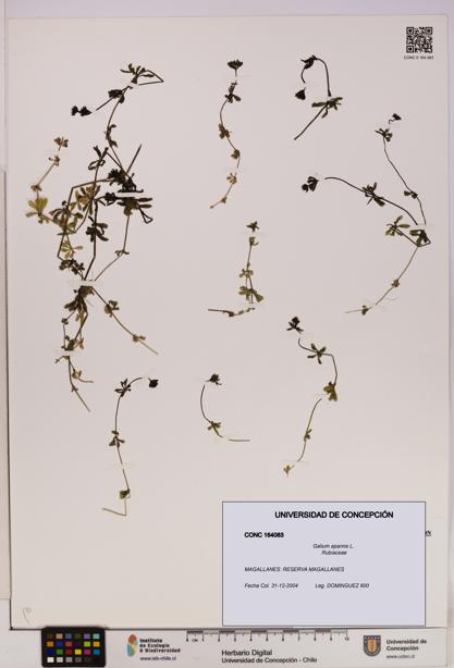 Galium aparine [Espécimen: UDEC:CONC:0164083]