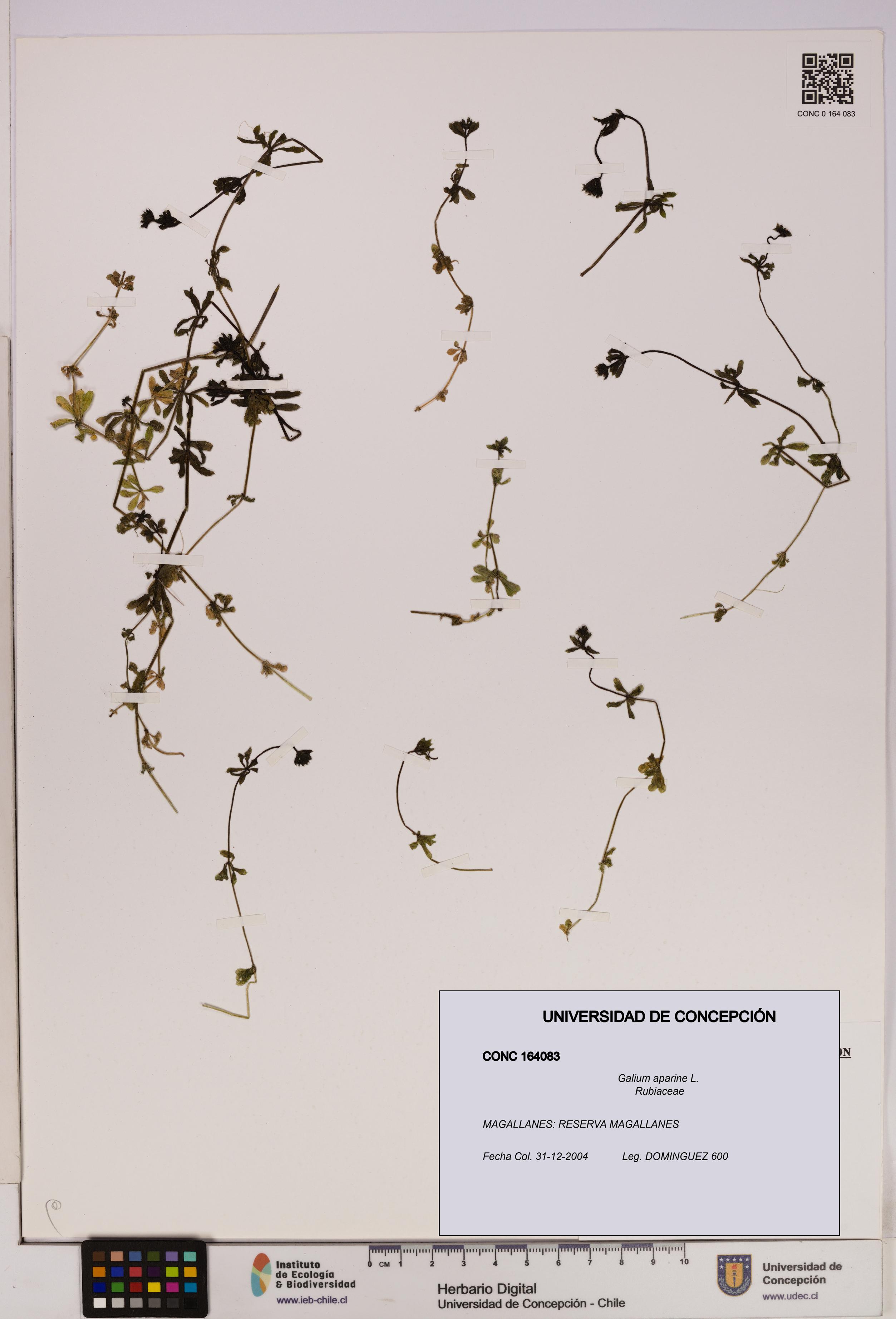 Galium aparine [Espécimen: UDEC:CONC:0164083]