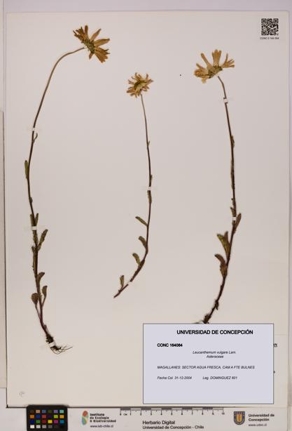 Leucanthemum vulgare [Espécimen: UDEC:CONC:0164084]